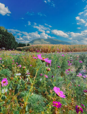 A breathtaking spring field in the Shenandoah Valley, filled with vibrant wildflowers in full bloom, set against the backdrop of a majestic mountain.