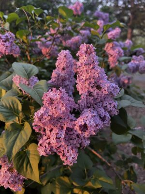 Lush lilac blooms glowing in golden sunset light in the Shenandoah Valley during springtime.