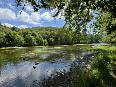 View of lush green trees along the Gokotta Trail overlooking the Shenandoah River at Seven Bends State Park on a beautiful spring day.