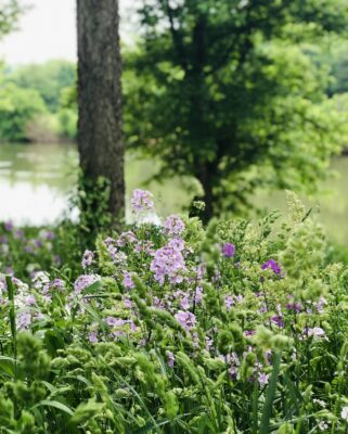 Vibrant purple wildflowers blooming along a trail at Seven Bends State Park in the Shenandoah Valley during spring.