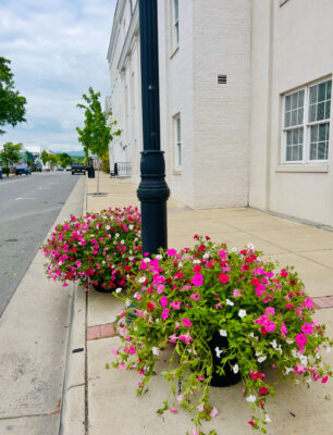 Bright pink and white petunias bloom in sidewalk planters along a quiet main street.